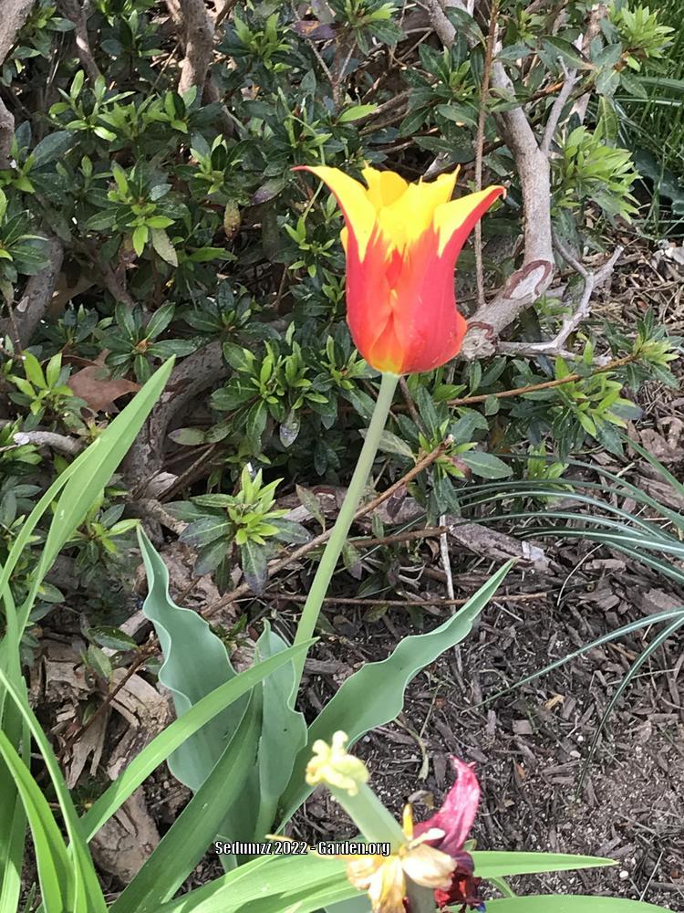 Photo of Tulips (Tulipa) uploaded by sedumzz