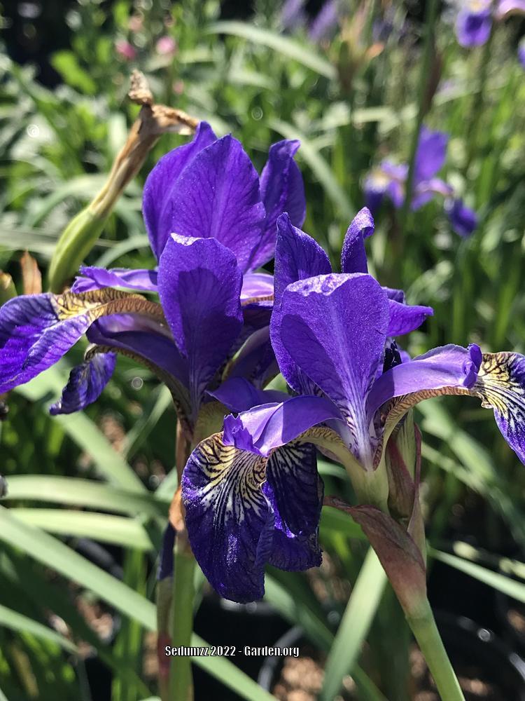 Photo of Siberian Iris (Iris 'Caesar's Brother') uploaded by sedumzz