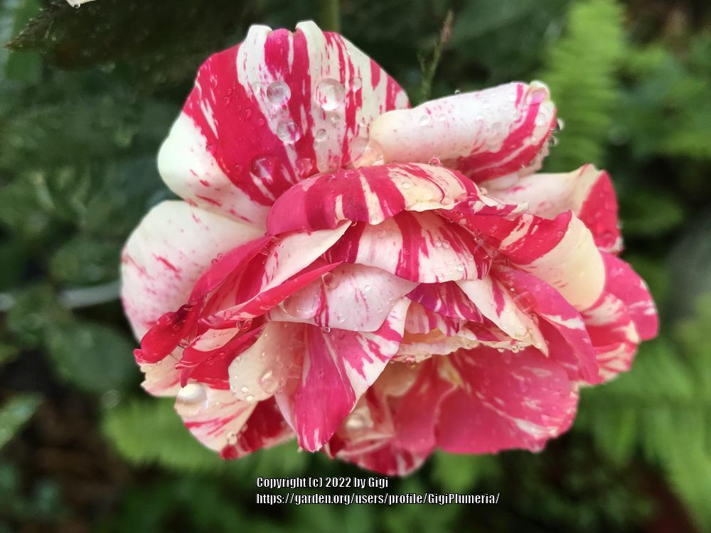 Photo of Rose (Rosa 'Scentimental') uploaded by GigiPlumeria
