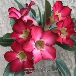 Location: Tampa, Florida
Date: 2022-04-16
Clearance rescue desert rose, first flush of blooms!