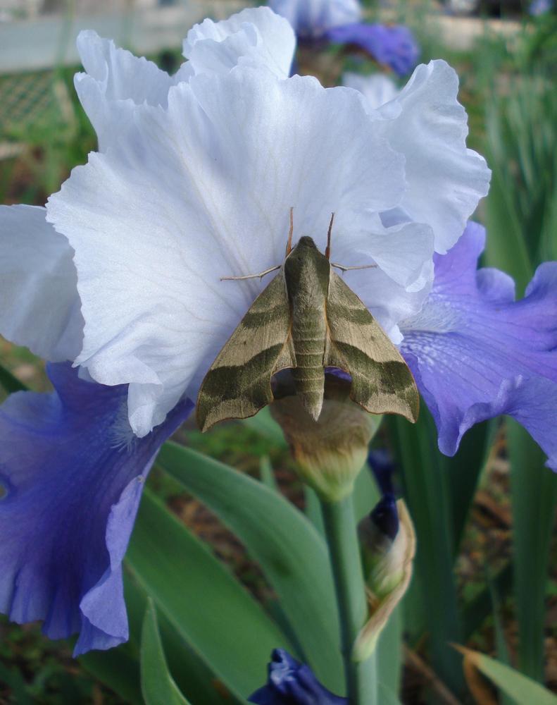 Photo of Tall Bearded Iris (Iris 'Mariposa Skies') uploaded by lovemyhouse