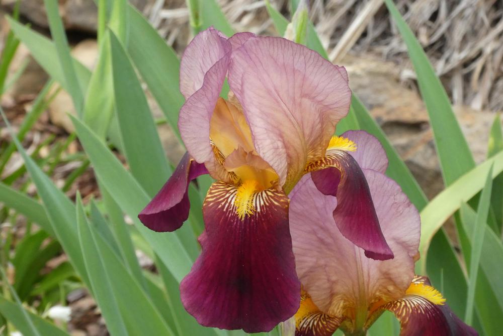Photo of Tall Bearded Iris (Iris 'Indian Chief') uploaded by LoriMT
