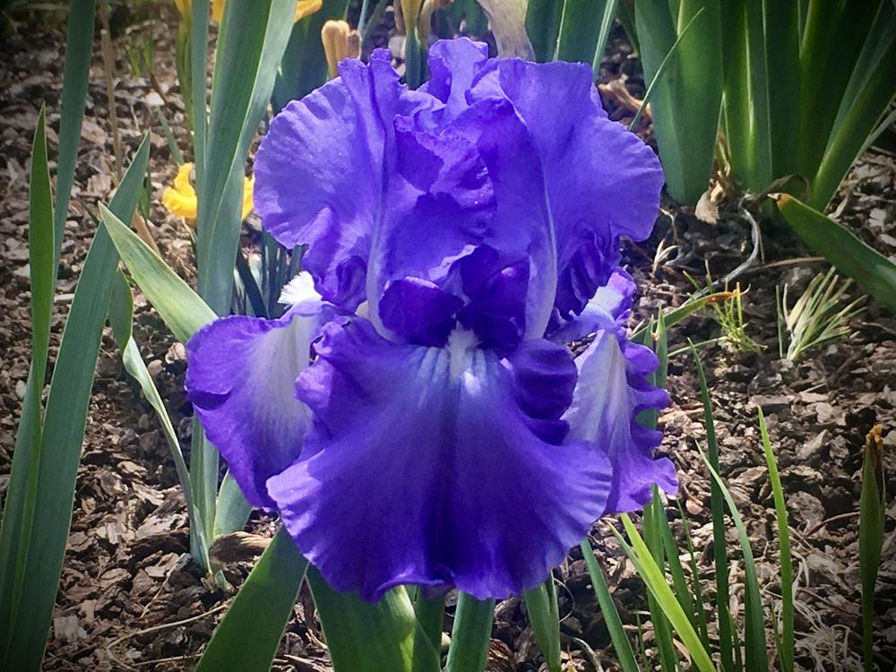 Photo of Tall Bearded Iris (Iris 'Victoria Falls') uploaded by Neela