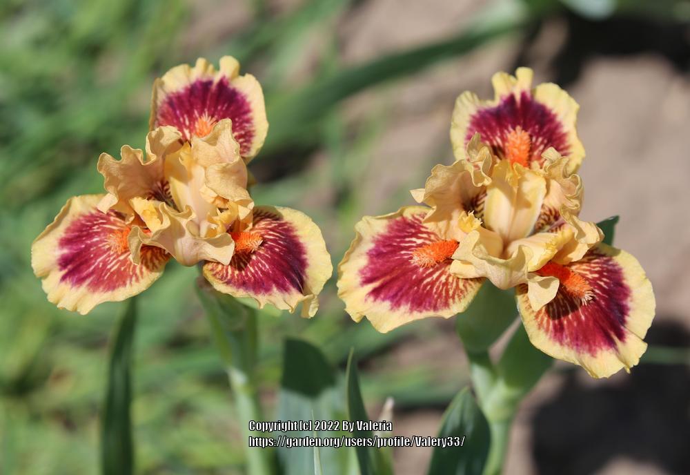 Photo of Standard Dwarf Bearded Iris (Iris 'Eye of the Tiger') uploaded by Valery33