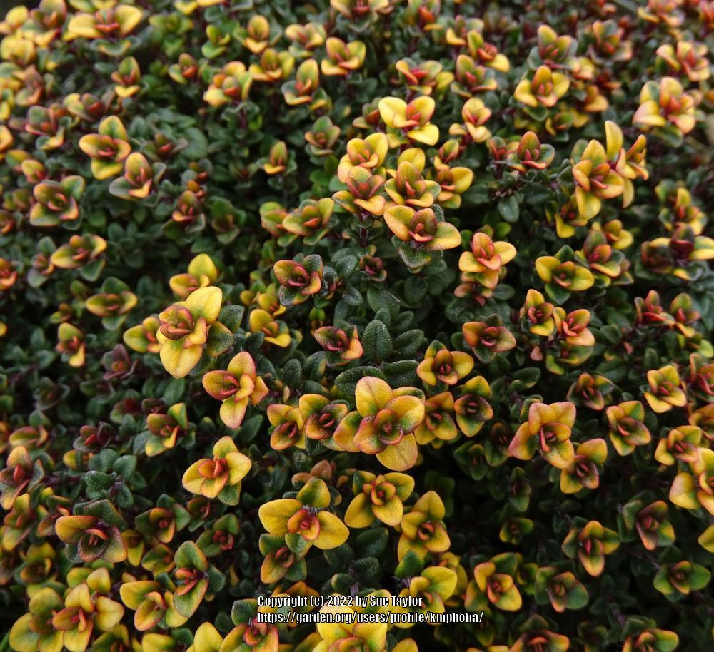 Photo of Creeping Thyme (Thymus 'Doone Valley') uploaded by kniphofia