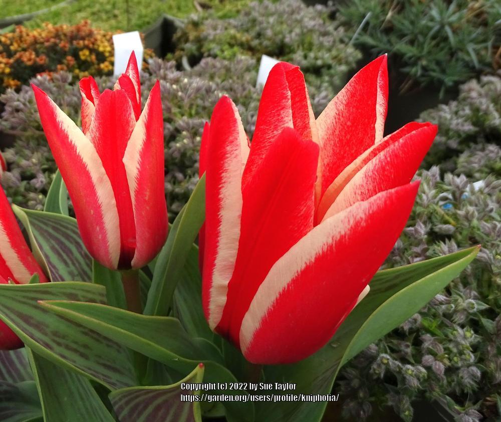 Photo of Tulip (Tulipa greigii 'Pinocchio') uploaded by kniphofia