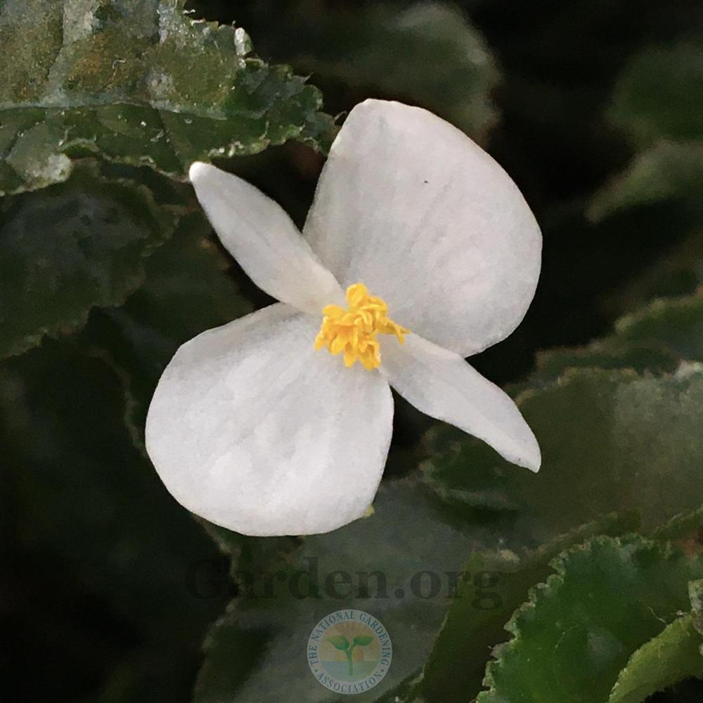 Photo of Begonias (Begonia) uploaded by BlueOddish