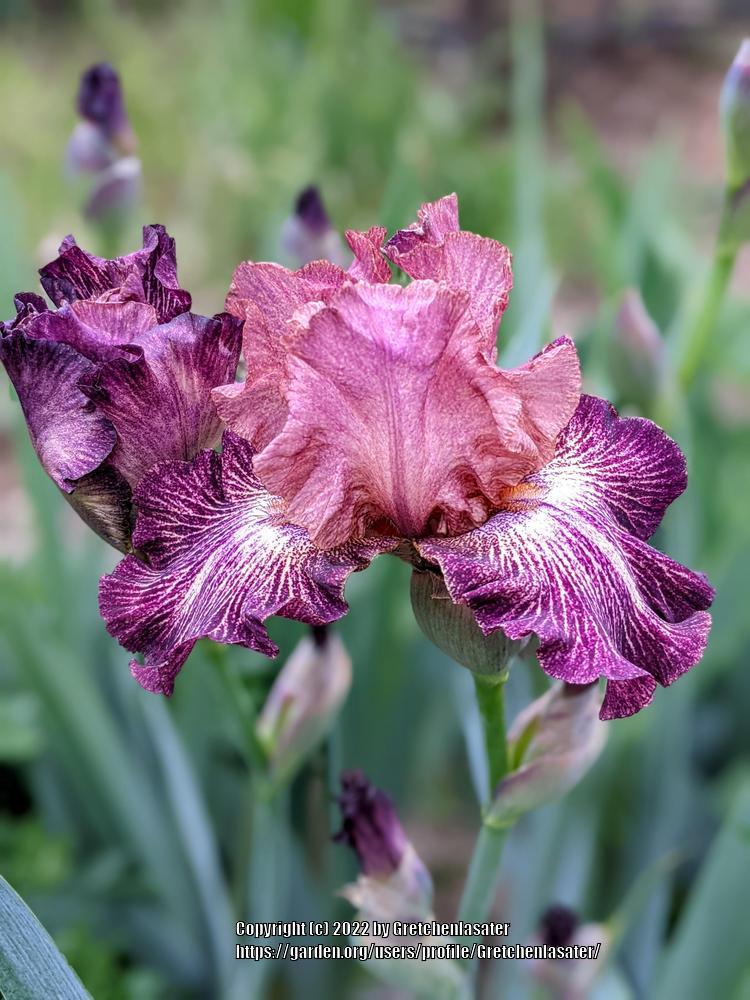 Photo of Tall Bearded Iris (Iris 'Artistic Web') uploaded by Gretchenlasater