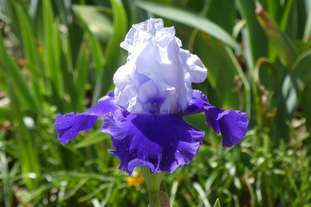 Photo of Tall Bearded Iris (Iris 'Over Alaska') uploaded by LoriMT