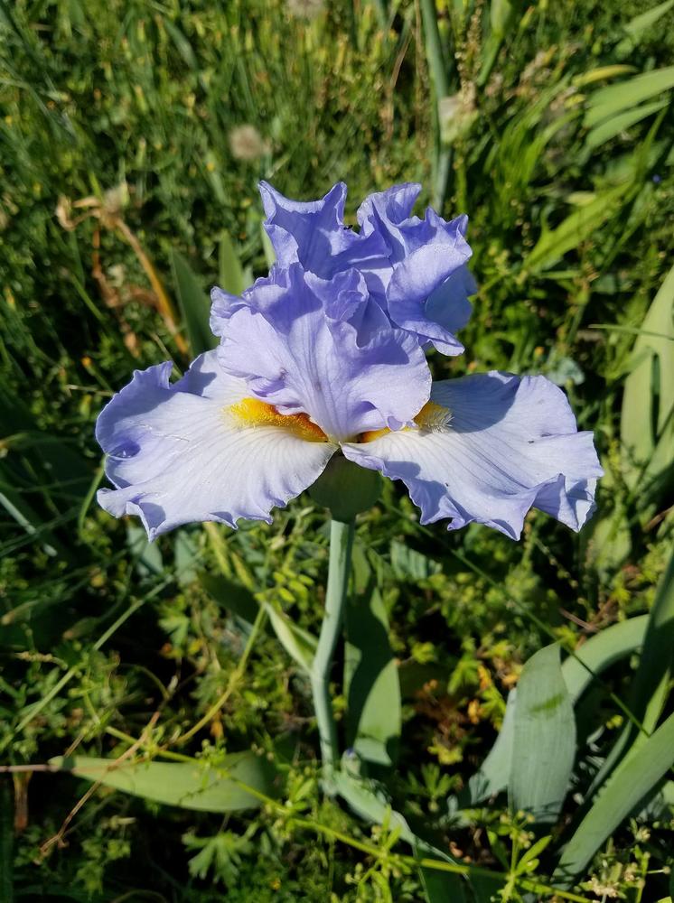 Photo of Tall Bearded Iris (Iris 'Sky and Sun') uploaded by hol36