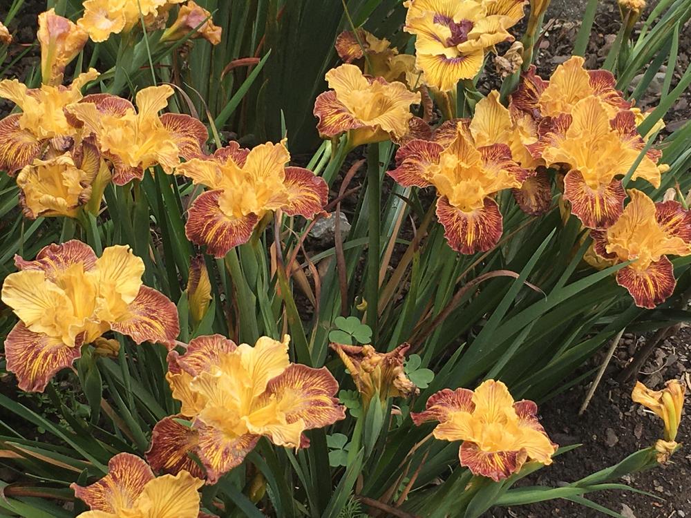 Photo of Pacific Coast Iris (Iris 'Lines That Rhyme') uploaded by Iraygus