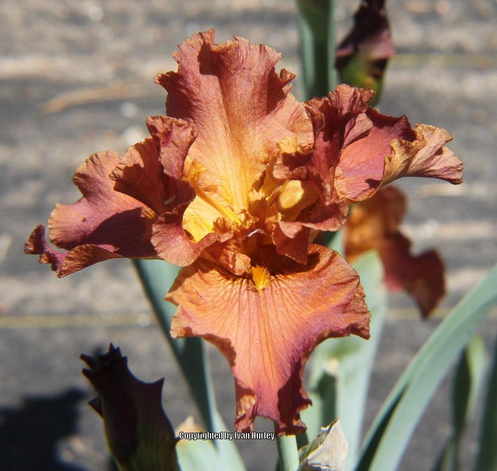 Photo of Tall Bearded Iris (Iris 'Cajun Spices') uploaded by Ivan_N_Tx