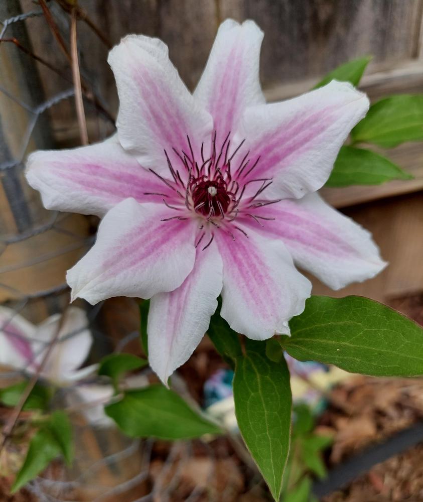 Photo of Clematis 'Carnaby' uploaded by LindsayG