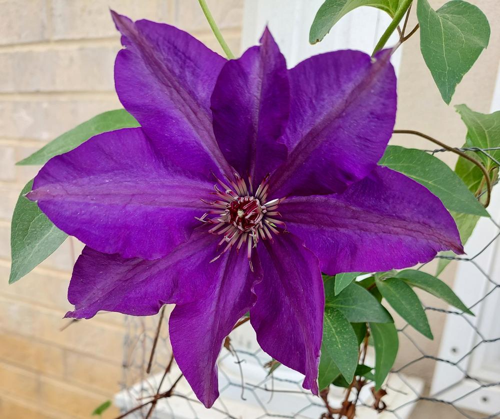 Photo of Clematis 'The President' uploaded by LindsayG