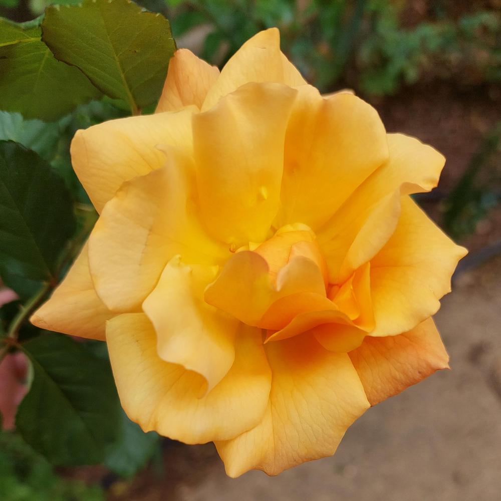 Photo of Rose (Rosa 'Autumn Sunset') uploaded by LindsayG