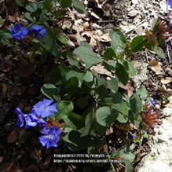 Location: Temple, Texas
Date: 2021-11-13
Second season rendering darker blue blooms than 1st year in alkal