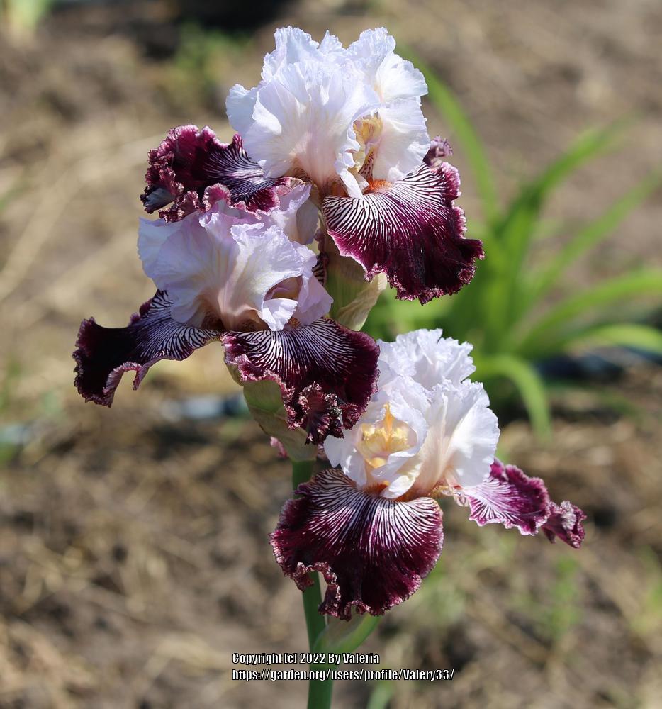 Photo of Tall Bearded Iris (Iris 'Samba Queen') uploaded by Valery33