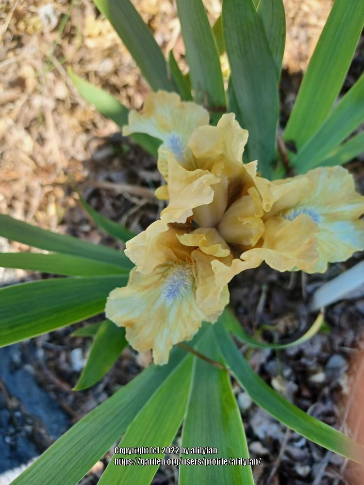 Photo of Standard Dwarf Bearded Iris (Iris 'Add It Up') uploaded by alilyfan
