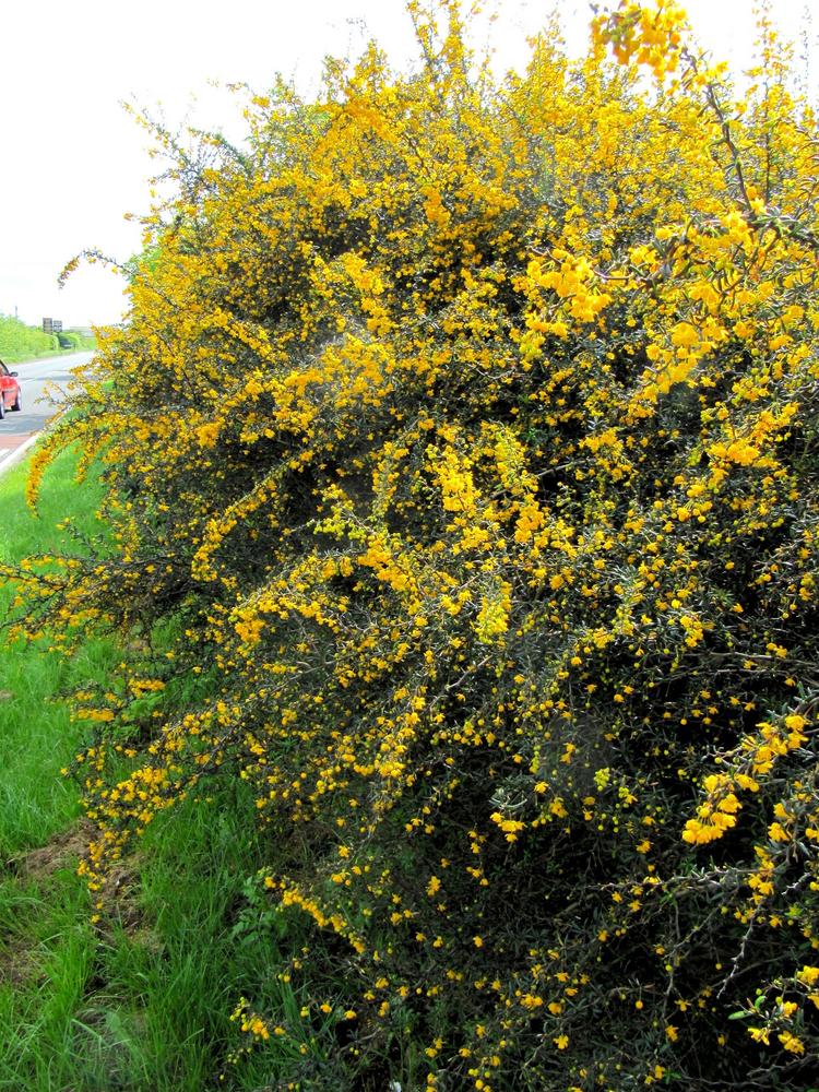 Photo of Hedge Barberry (Berberis x stenophylla) uploaded by scvirginia
