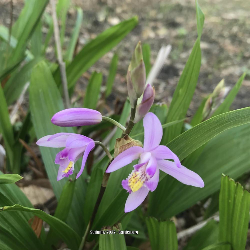 Photo of Chinese Ground Orchid (Bletilla striata) uploaded by sedumzz