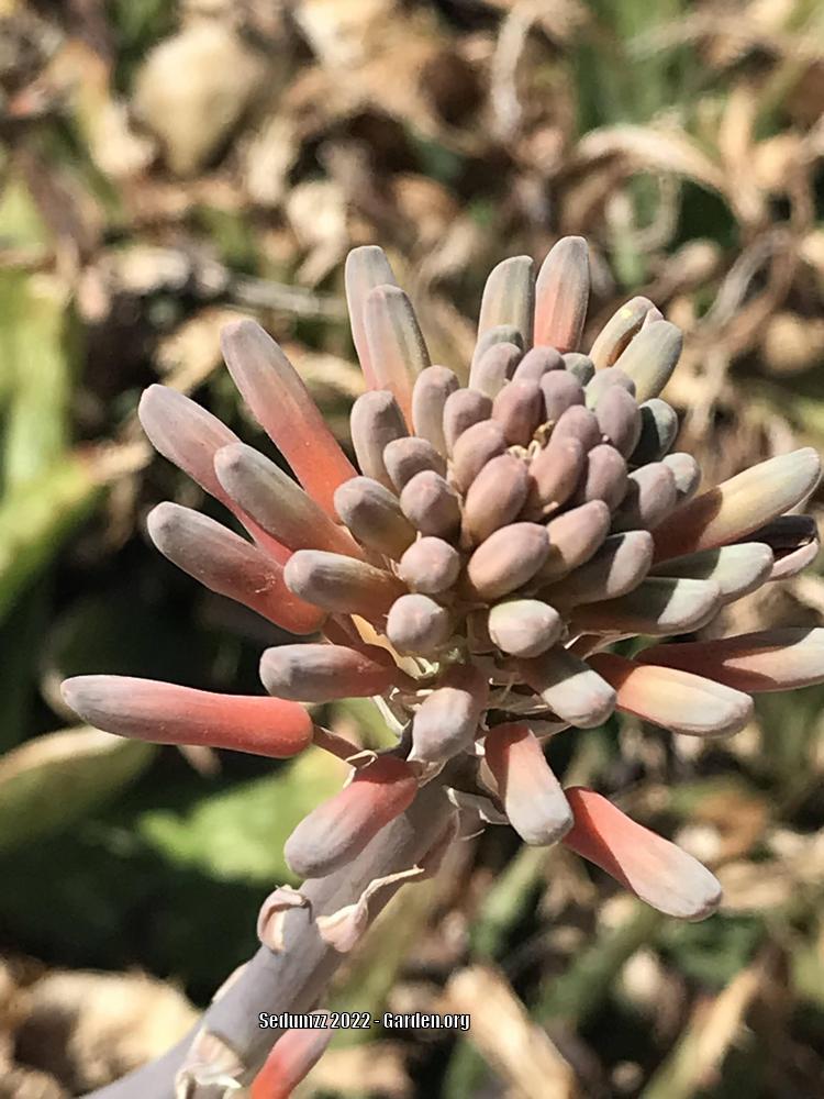 Photo of Soap Aloe (Aloe maculata) uploaded by sedumzz