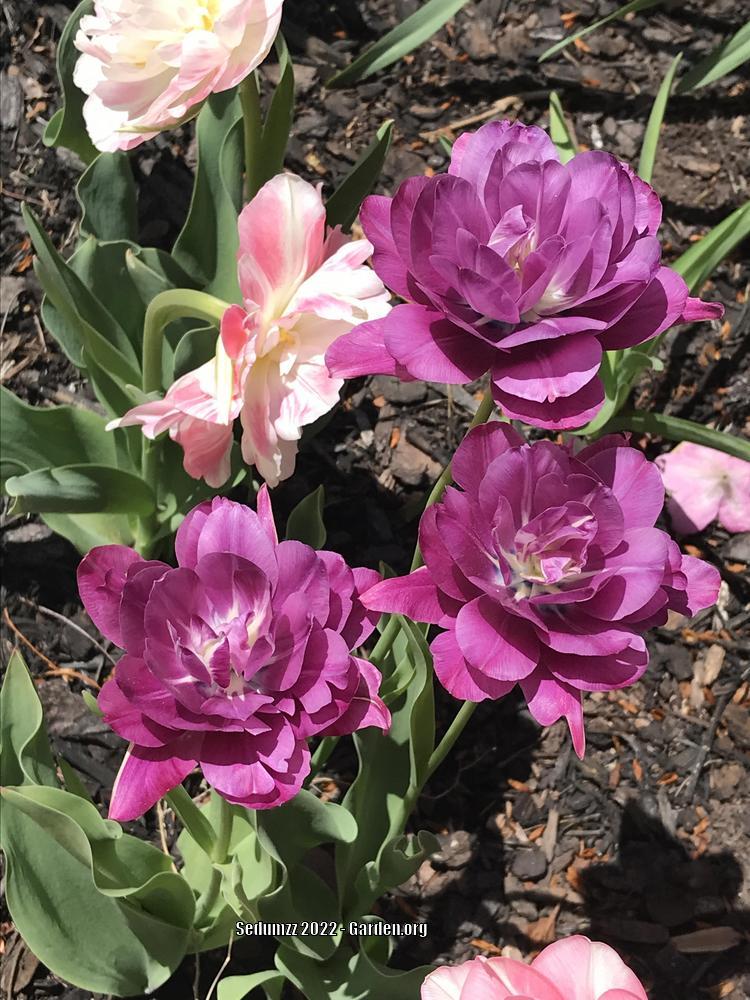 Photo of Double Late Tulip (Tulipa 'Blue Diamond') uploaded by sedumzz
