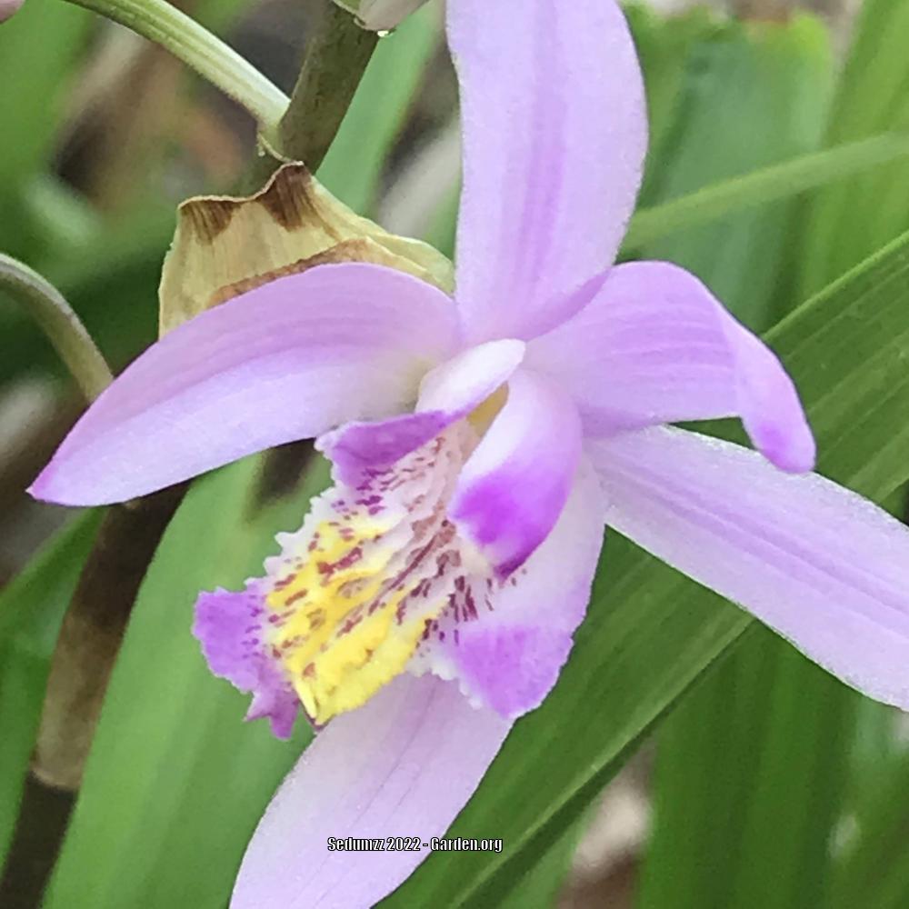 Photo of Chinese Ground Orchid (Bletilla striata) uploaded by sedumzz