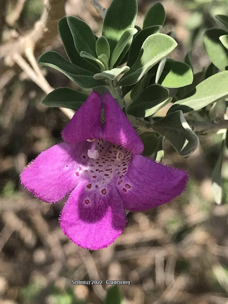 Photo of Texas Sage (Leucophyllum frutescens) uploaded by sedumzz