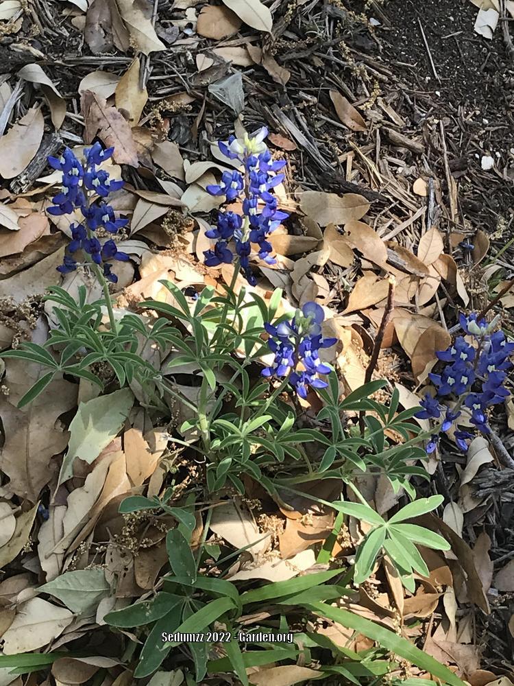 Photo of Texas Bluebonnet (Lupinus texensis) uploaded by sedumzz
