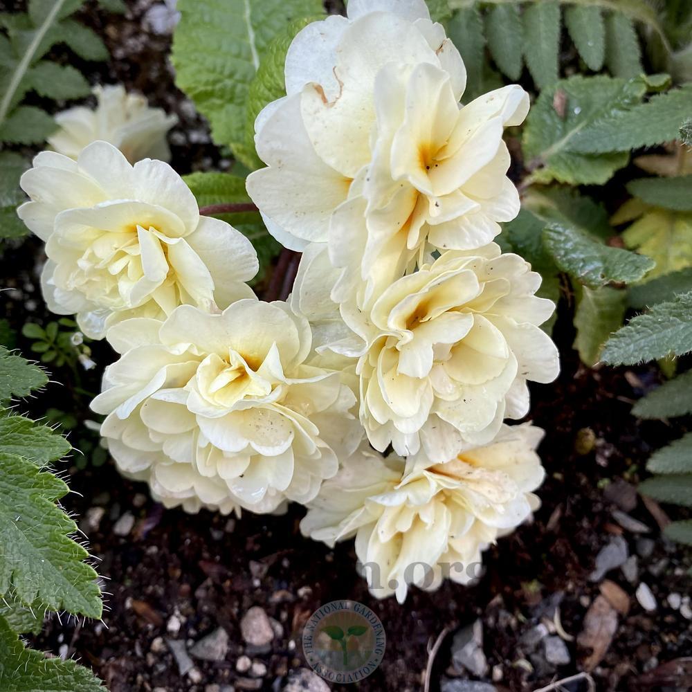 Photo of English Primrose (Primula vulgaris Belarina® Cream) uploaded by springcolor