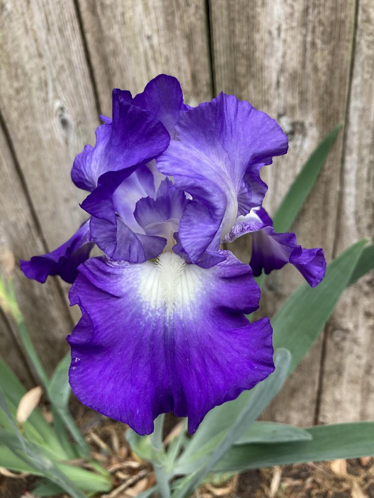 Photo of Tall Bearded Iris (Iris 'Victoria Falls') uploaded by txtreehugger