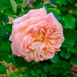 Location: Near Napa Valley (Northern California)
Date: 2022-04-21
First 2022 bloom after planting this rose in late December.