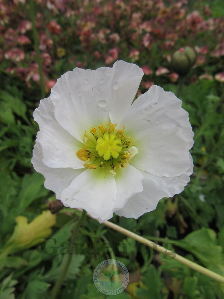 Photo of Iceland Poppy (Papaver nudicaule 'Champagne Bubbles') uploaded by Frillylily