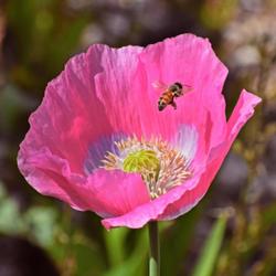 Location: Botanical Gardens of the State of Georgia...Athens, Ga
Date: 2022-04-21
Poppy And A Honeybee 020