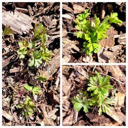 Location: Ann Arbor, Michigan
Date: 2022-04-17 
Early spring buds of Madonna Anemone in year 2, Winter Sown in 20