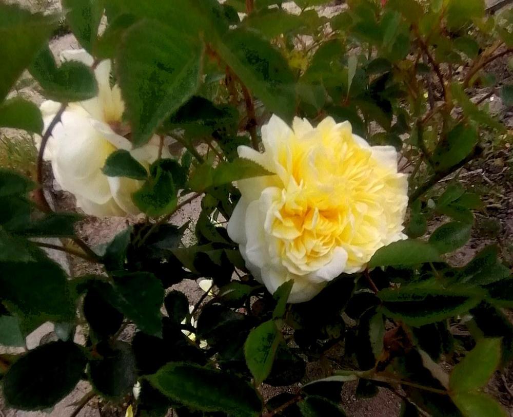 Photo of Rose (Rosa 'The Pilgrim') uploaded by manueldalmeida