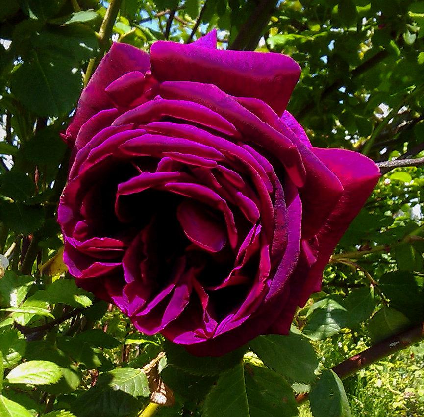 Photo of English Shrub Rose (Rosa 'The Prince') uploaded by manueldalmeida