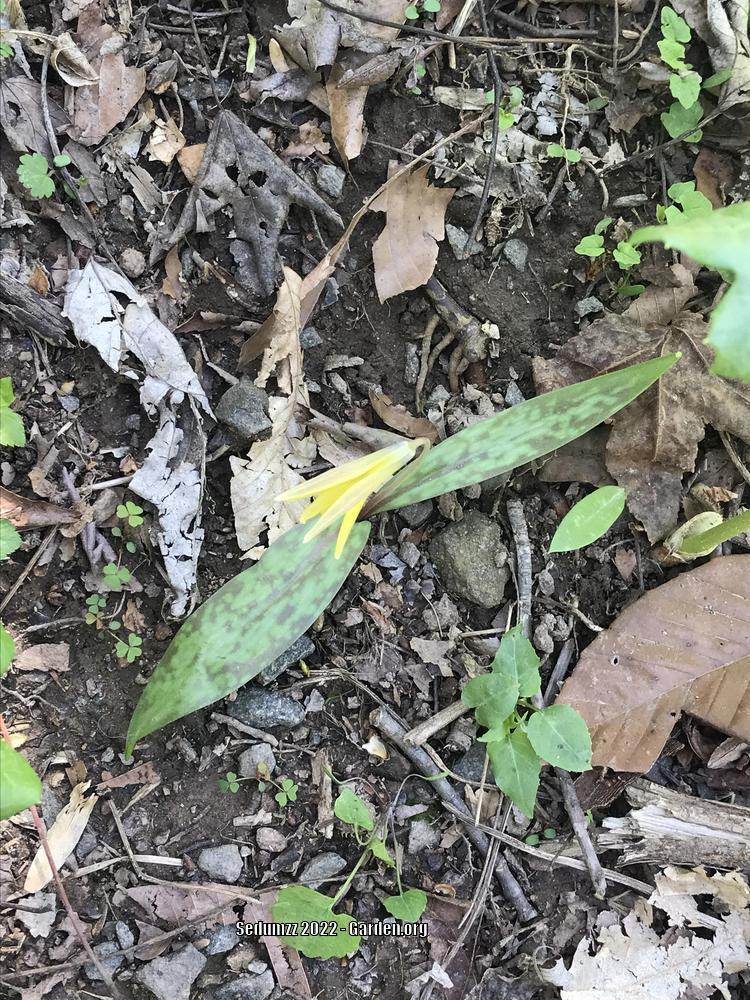 Photo of Trout Lily (Erythronium americanum) uploaded by sedumzz