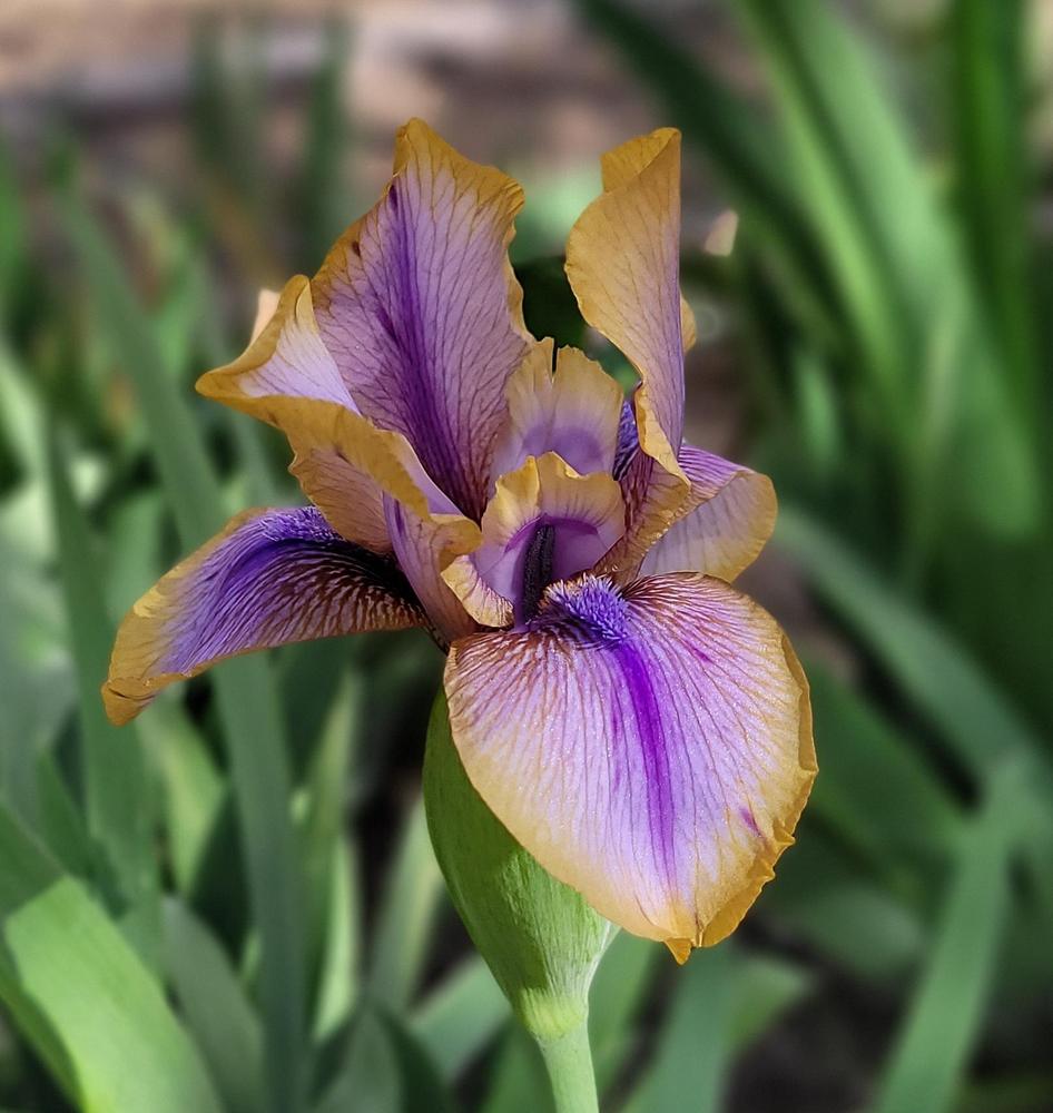 Photo of Arilbred Iris (Iris 'Genetic Artist') uploaded by Bitoftrouble