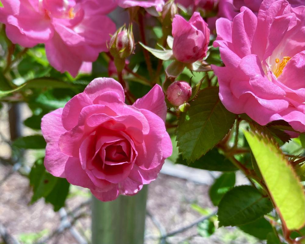 Photo of Rose (Rosa 'Peggy Martin') uploaded by GaNinFl