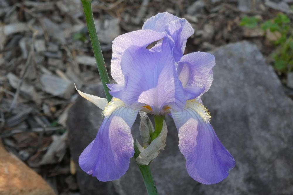 Photo of Tall Bearded Iris (Iris pallida 'Dalmatica') uploaded by LoriMT