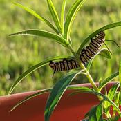 They're getting fat on my small milkweed plants