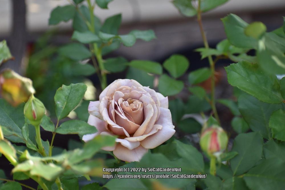 Photo of Rose (Rosa 'Koko Loko') uploaded by SoCalGardenNut
