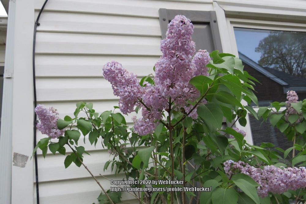 Photo of Common Lilac (Syringa vulgaris) uploaded by WebTucker