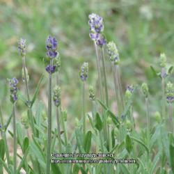 Location: Aberdeen, NC
Date: April 17, 2022
Lavender #32 nn; LHB p. 859, 176-5, "Greek 'lavos', to wash refer