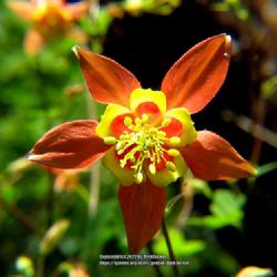 Location: Aberdeen, NC (near old AMS campus)
Date: April 22, 2022
  Wild columbine #131; RAB page 453, 76-2-1; AG page 45, 1-16-1, 