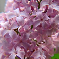 Location: 812 Shober Street Winston-Salem, NC
Date: April 17, 2022
Common lilac #33 nn; LHB p. 801, 166-10-12, "From Greek for pipe.