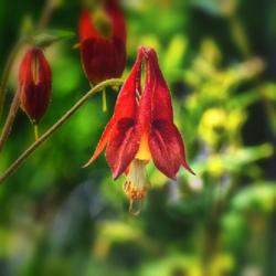 Location: Botanical Gardens of the State of Georgia...Athens, Ga
Date: 2022-04-21
Eastern Red Columbine 012