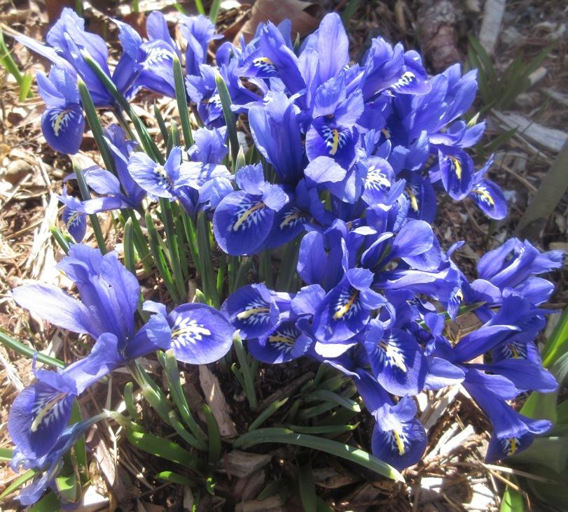 Photo of Reticulated Iris (Iris reticulata 'Harmony.') uploaded by janelp_lee
