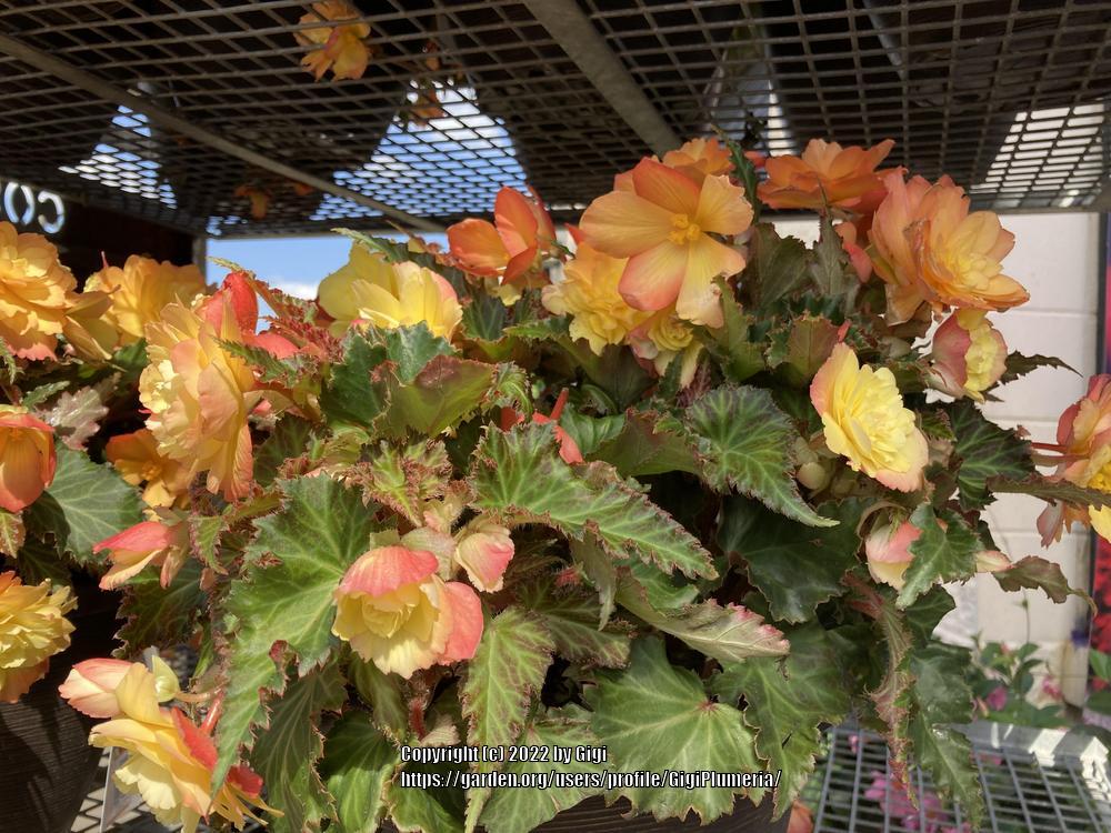 Photo of Begonias (Begonia) uploaded by GigiPlumeria